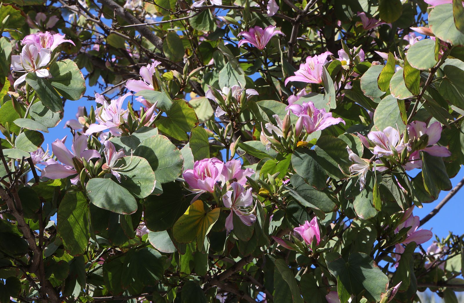 Comienzo de la primavera en Sevilla