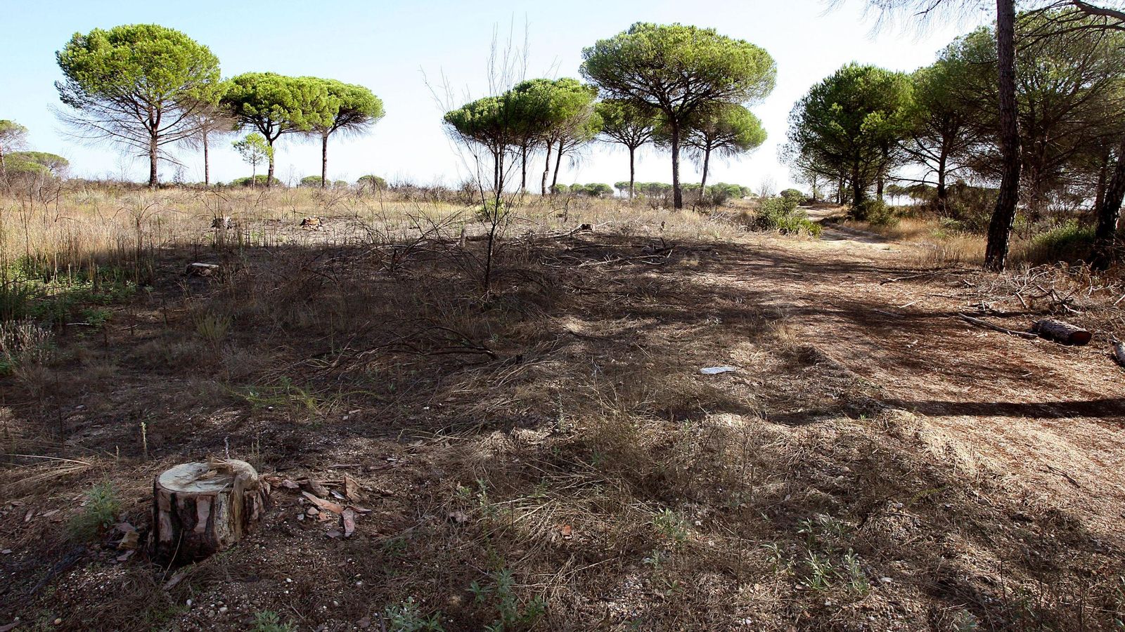 Terrenos en los que iría ubicado el proyecto Ceus.
