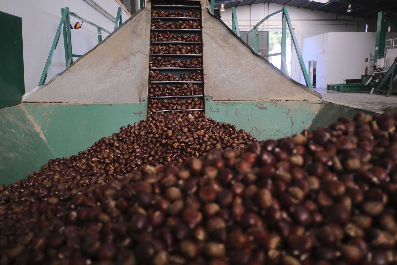 Cuadrillas en la recogida de castañas en el Valle del Genal