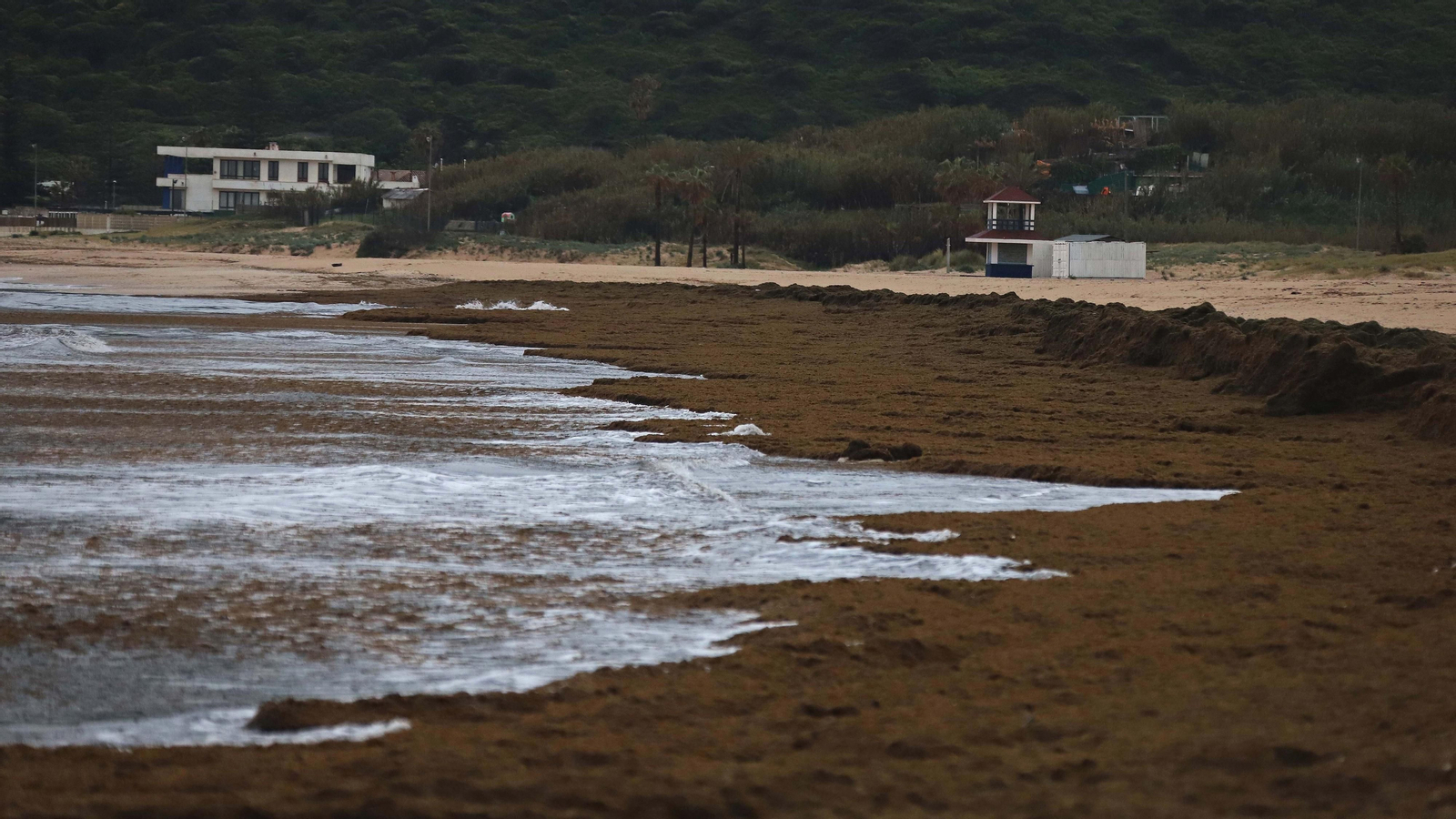 El alga invasora cubre de nuevo la playa de Getares