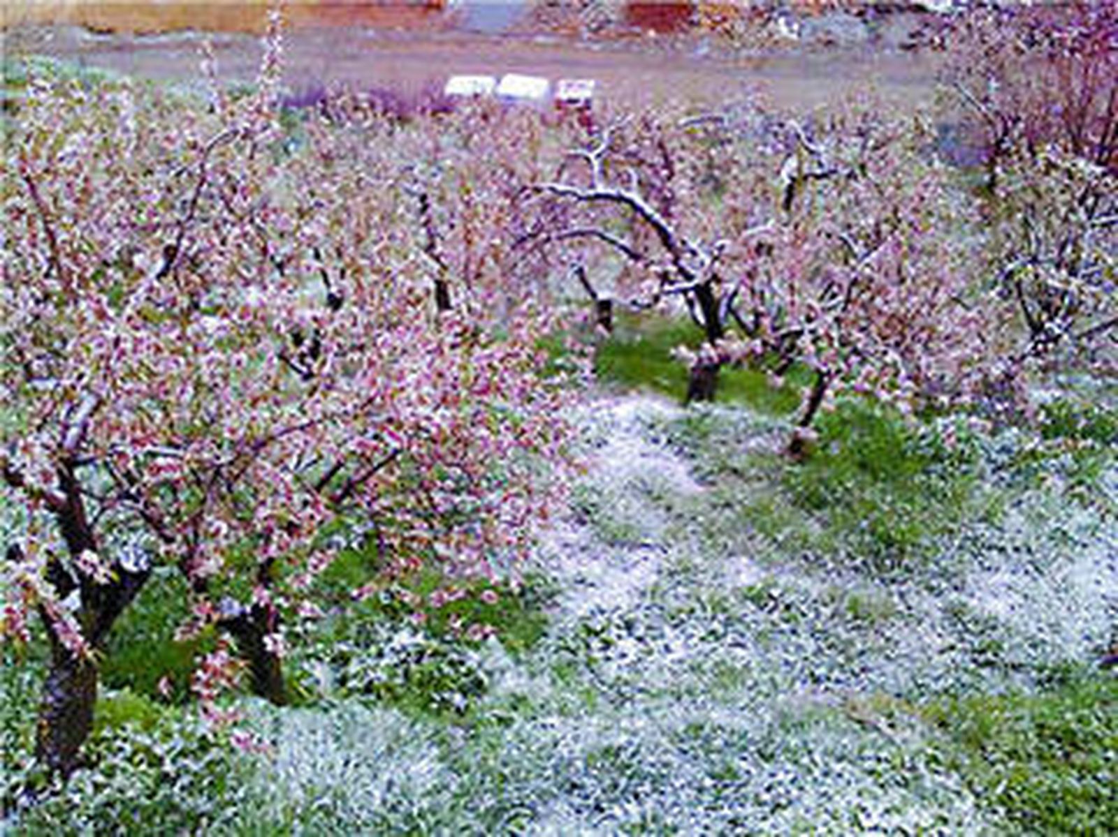 Las heladas podrían acabar con la flor de los almendros y arruinar la maduración de los frutales.