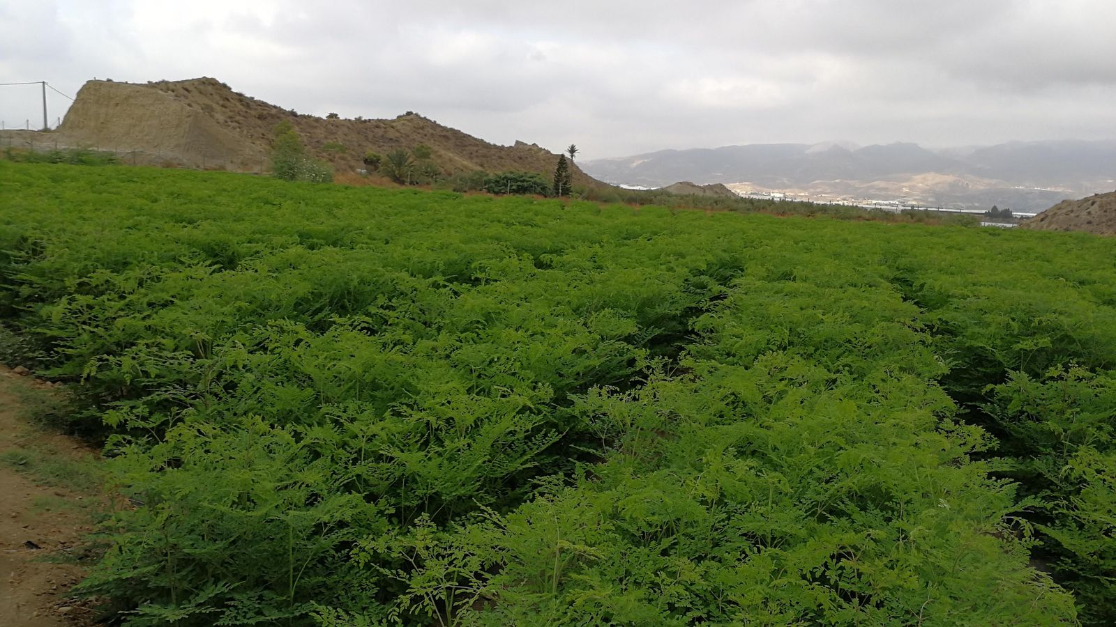 Finca de Moringa Nature en Pechina.