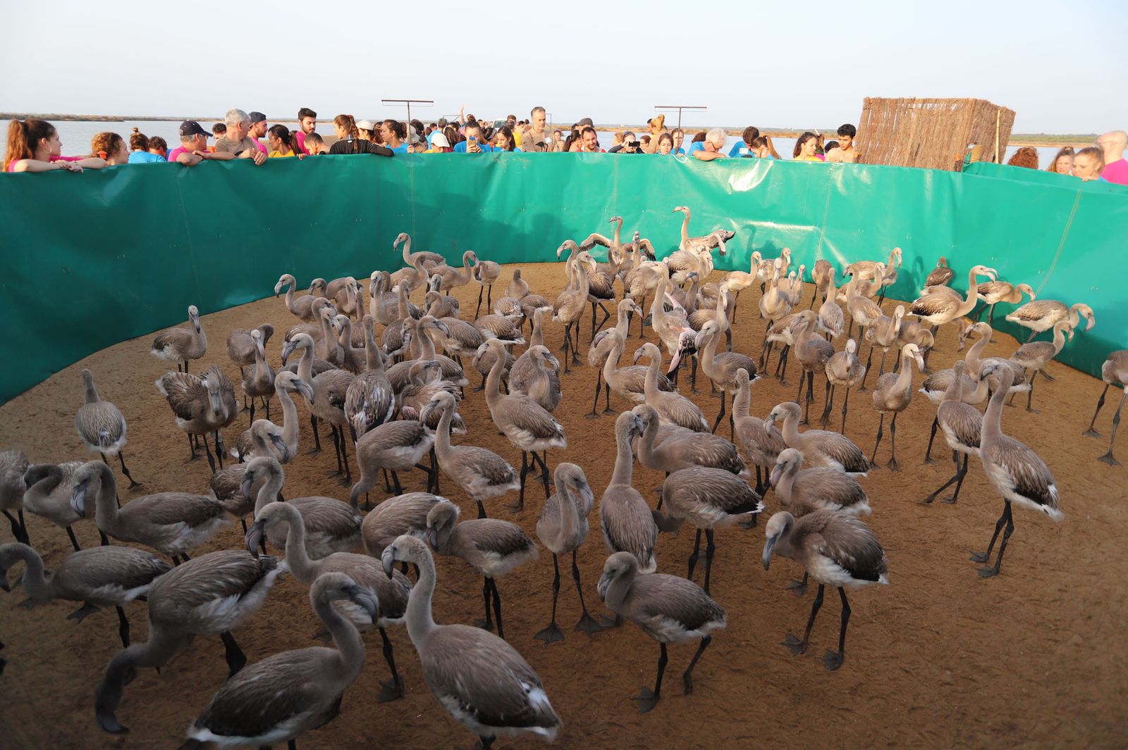 Imágenes del anillamiento de Flamencos en Marismas del Odiel