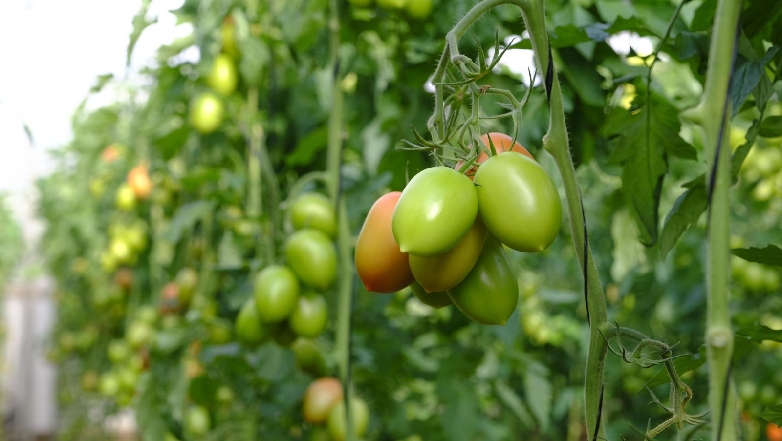Tomates del campo almeriense para los lineales de los supermercados, en imágenes