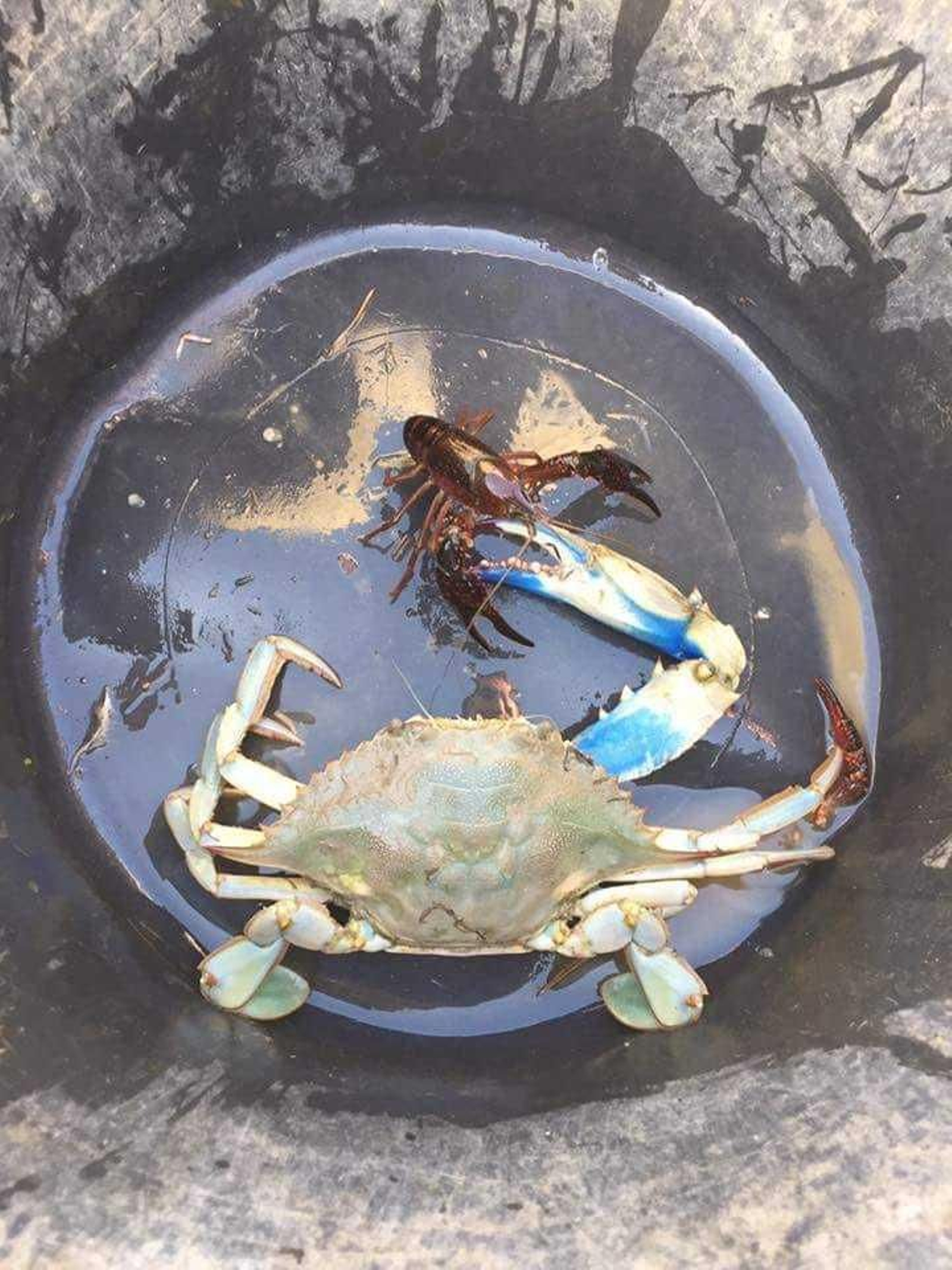 Un ejemplar de cangrejo azul junto a otro de cangrejo rojo.