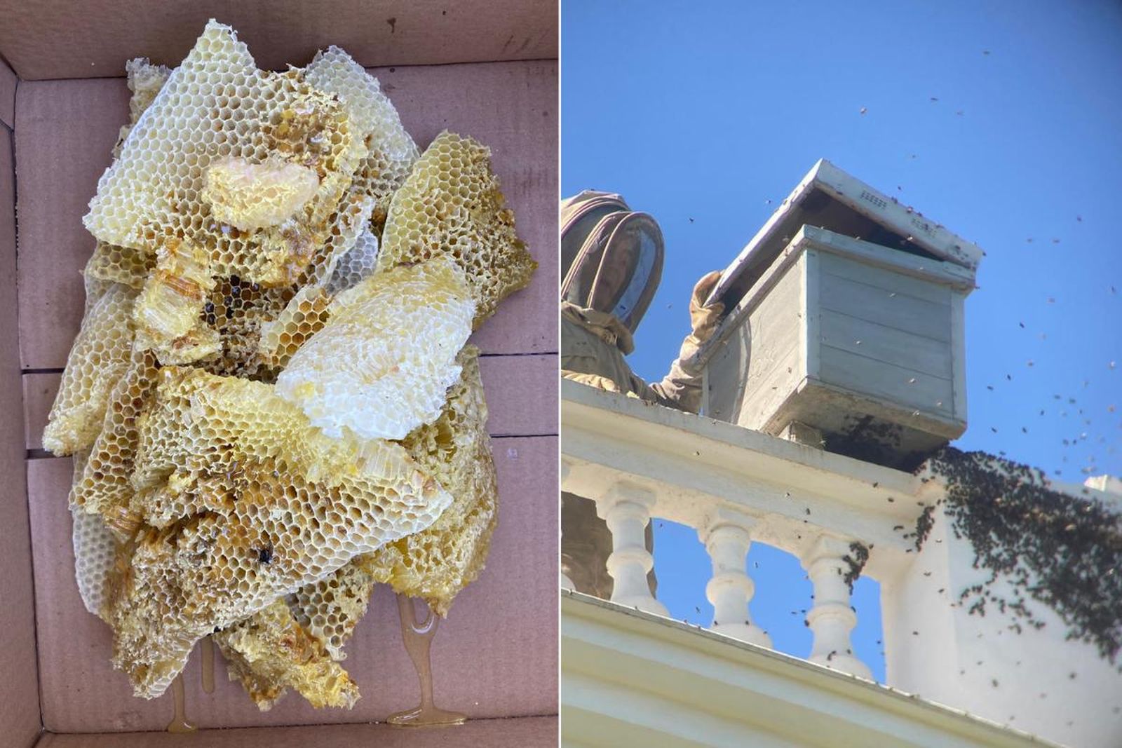 El enjambre de abejas que ha provocado el cierre del Palacio del Acebrón