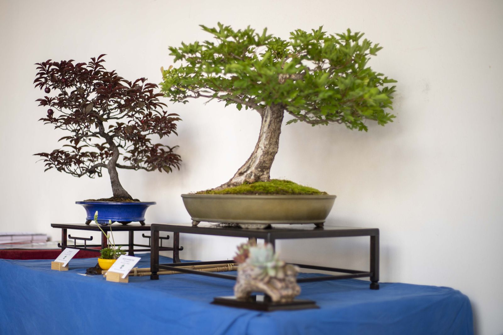 La Exposición de Bonsái de Primavera de Córdoba, en fotografías