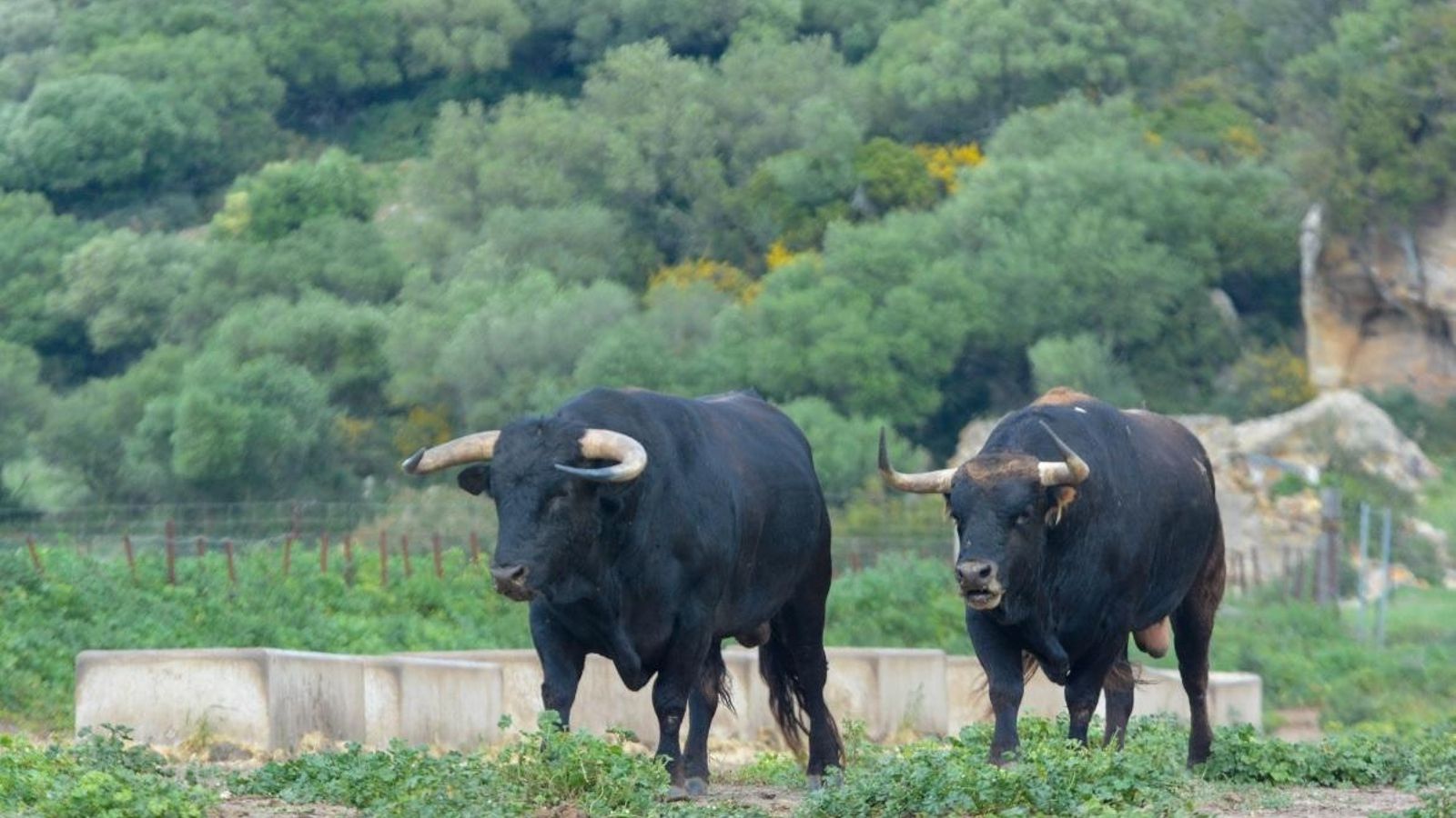 Dos toros de La Palmosilla.