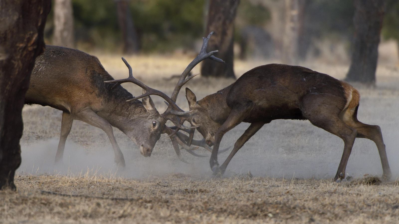 Ciervos en el bosque del lince ibérico.