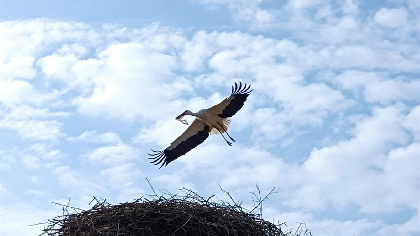 Tendremos la oportunidad de ver cigüeñas a muy poca distancia.