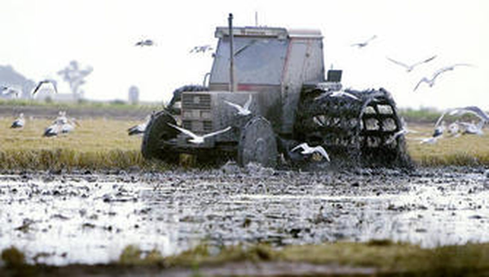Un tractor 'fanguea' en un arrozal de Isla Mínima en una campaña pasada.