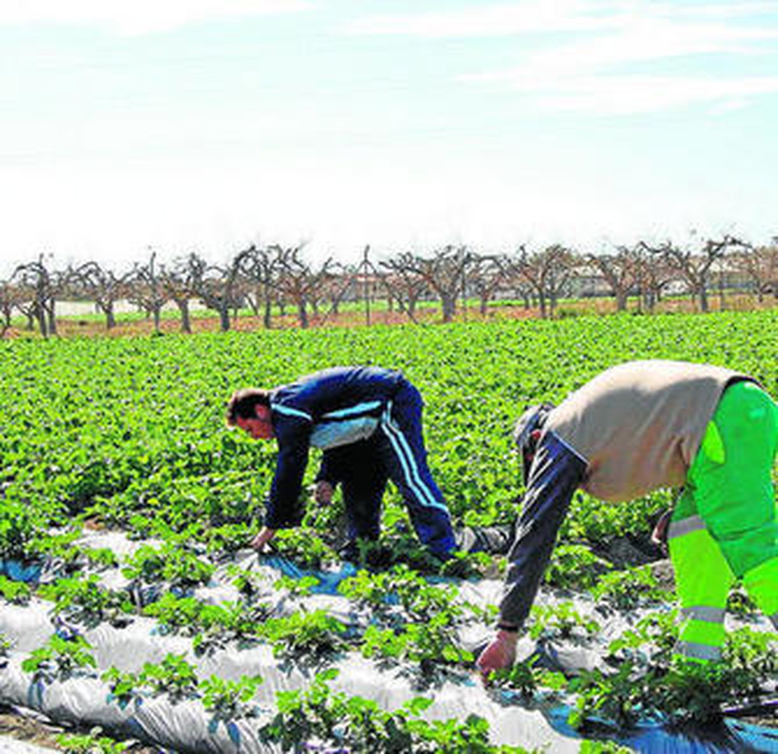 Dos agricultores granadinos trabajan en sus cultivos.