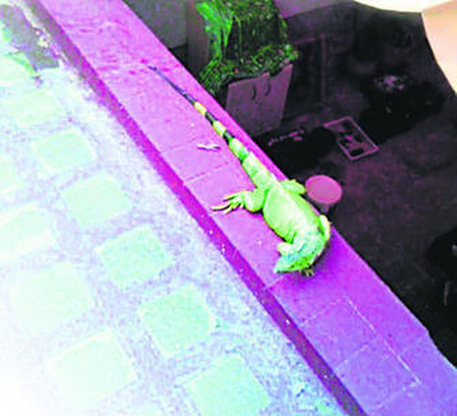 Animales exóticos en la vía urbana