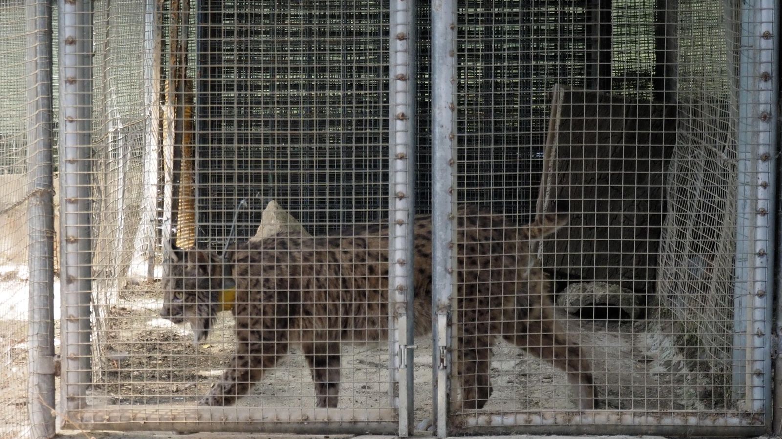 Lince Ibérico se recupera en instalaciones del CREA.