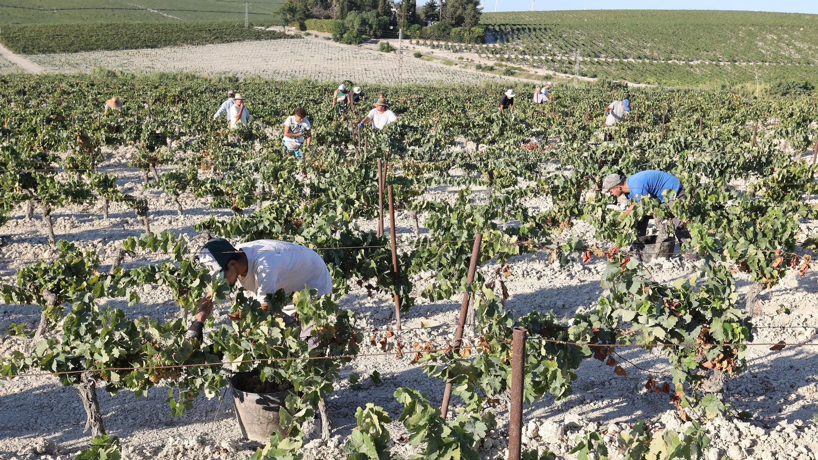 Vendimia a mano en la Viña El Caribe en Jerez