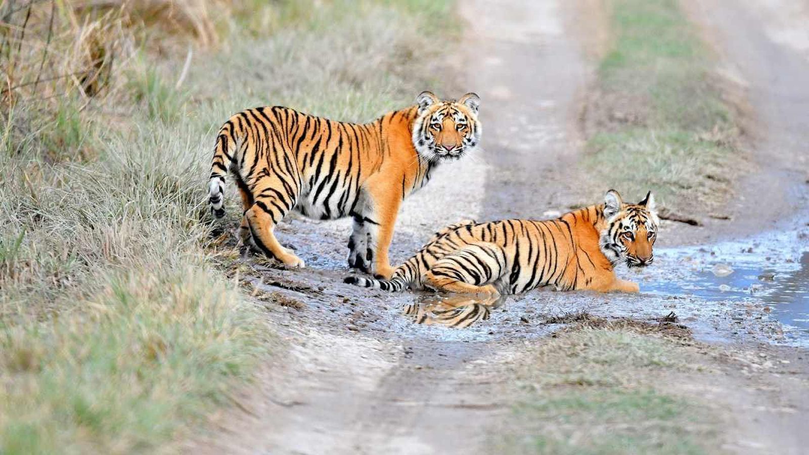 La india supera los 3000 tigres en el 50 aniversario del Proyecto Tigre