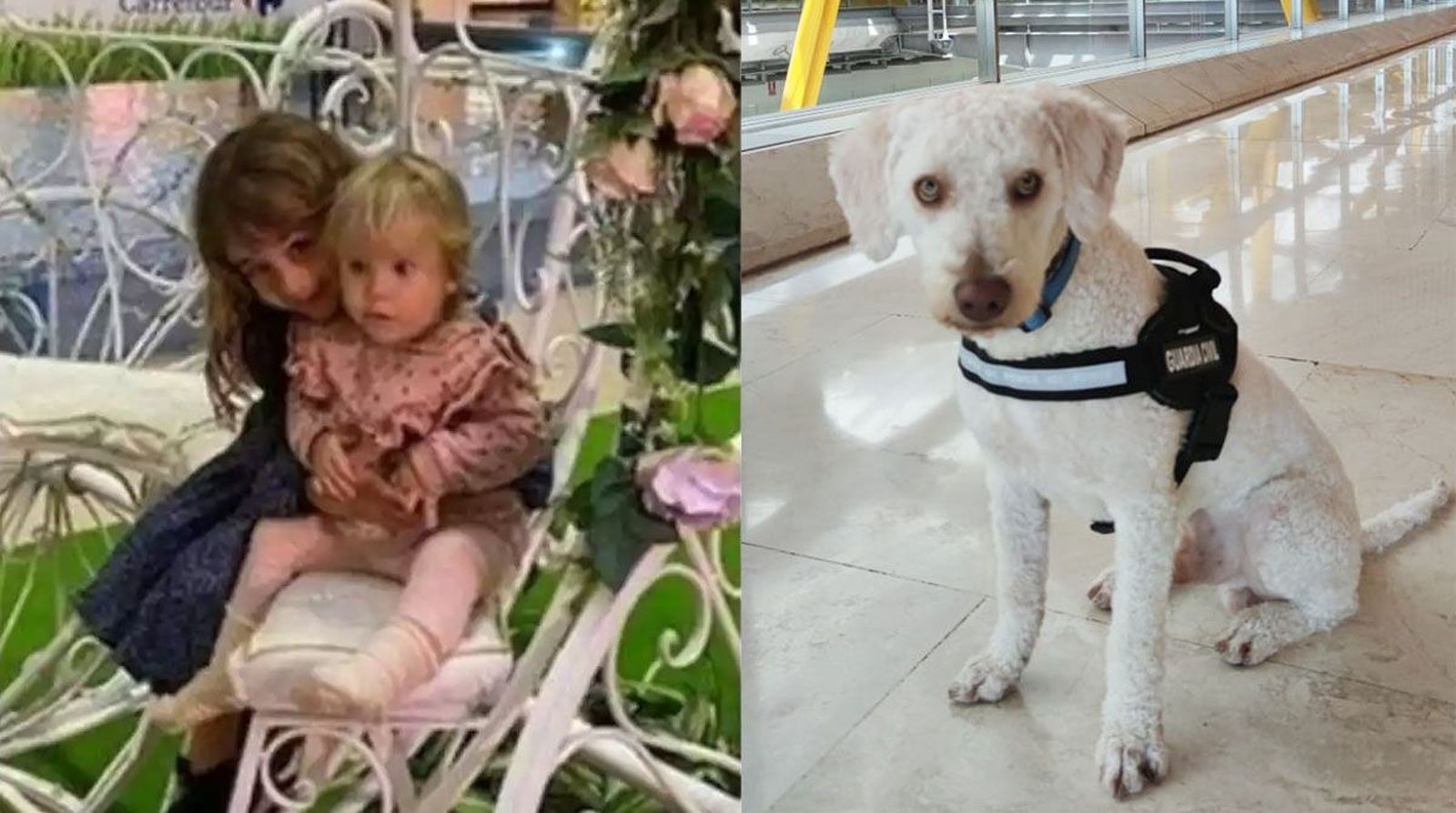 Estos son los perros que investigan el caso de las niñas desaparecidas en Tenerife