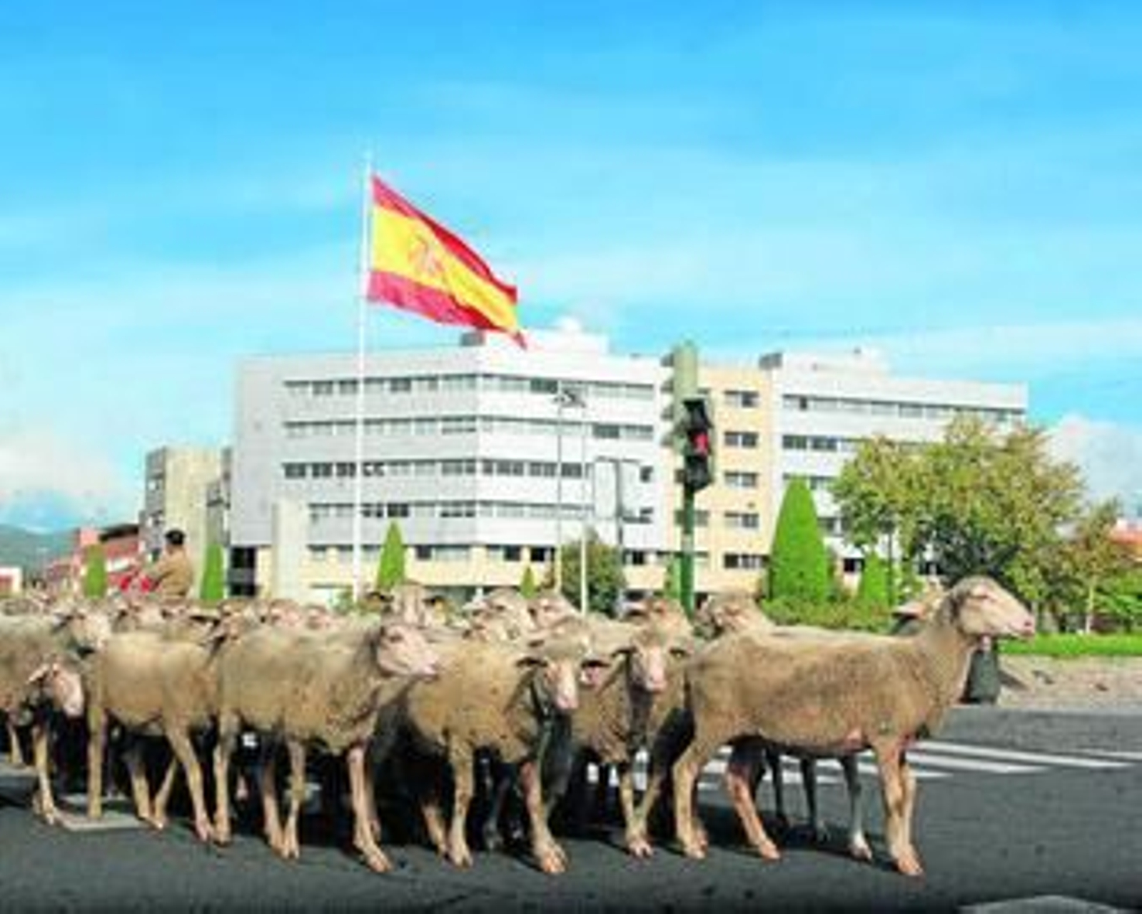 El rebaño de ovejas, a su paso por el Vial Norte