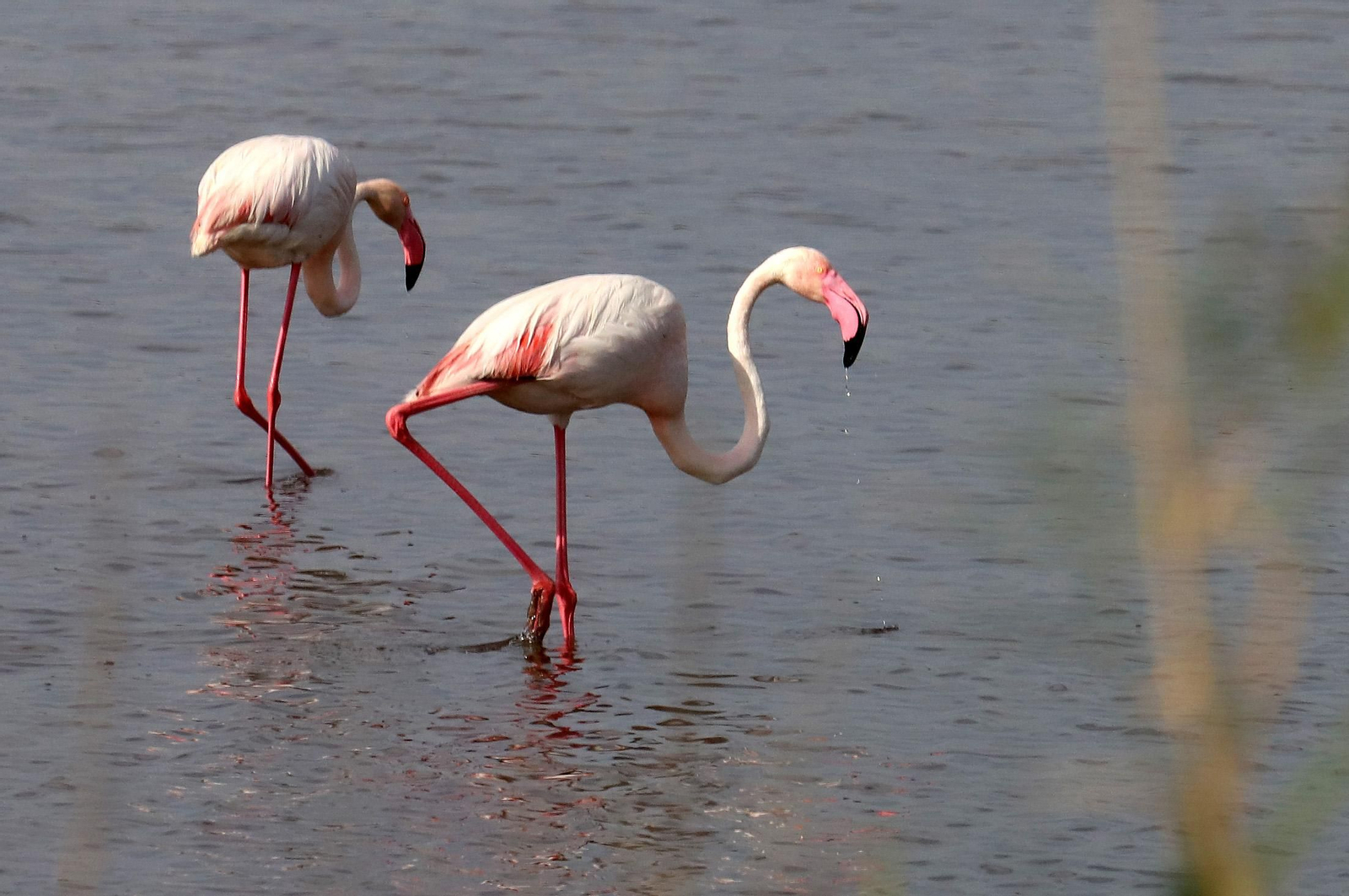 Imágenes de Marismas del Odiel, un Paraje Natural en la confluencia de las desembocaduras de los ríos Tinto y Odiel