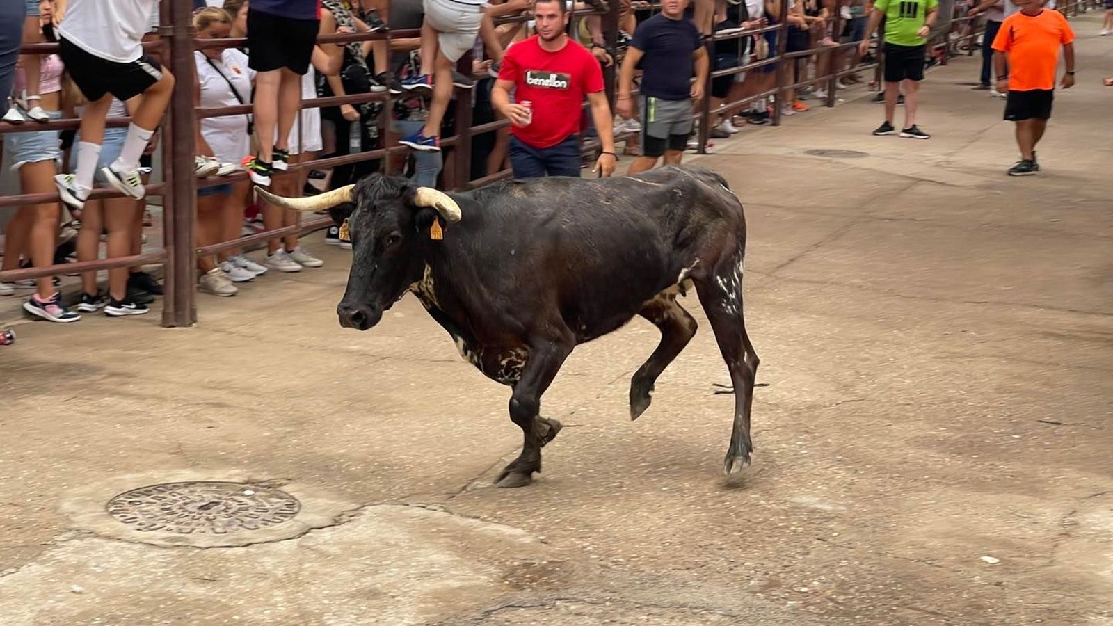 El encierro taurino de Dos Torres por San Roque, en imágenes