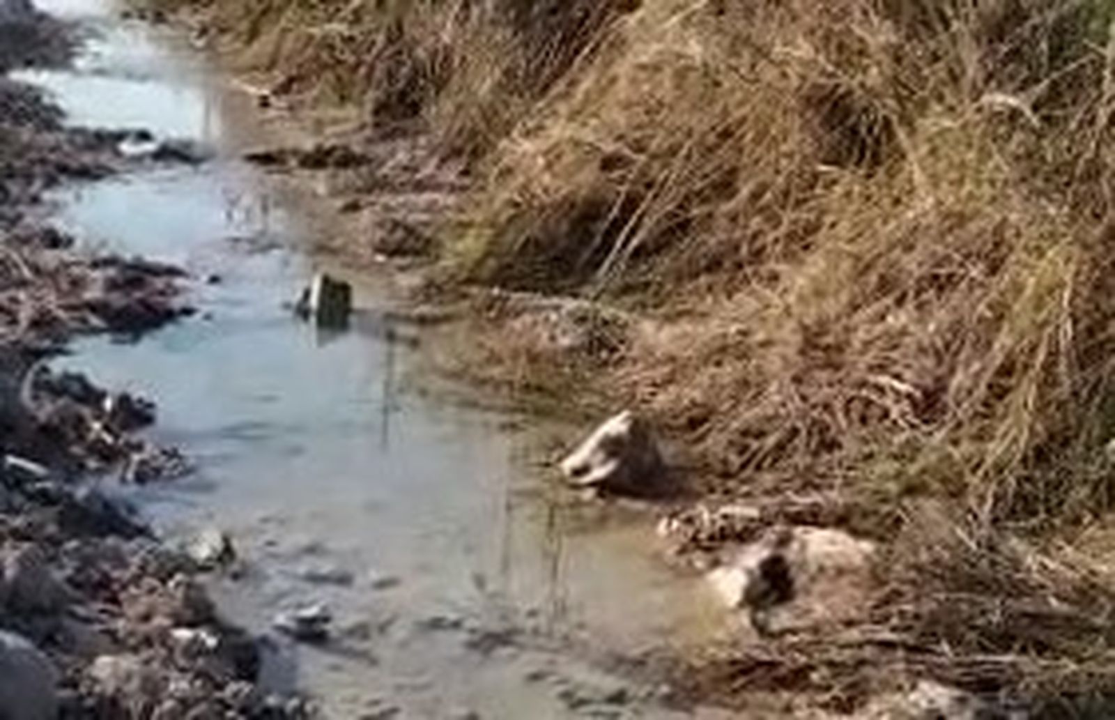 Una imagen del riachuelo junto a varias parcelas cercanas al Camino Viejo de Rota.