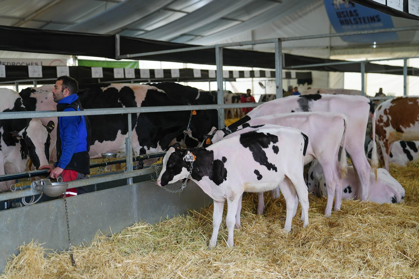 Las mejores imágenes de la inauguración de la XVII Feria de Ganado Frisón de Dos Torres
