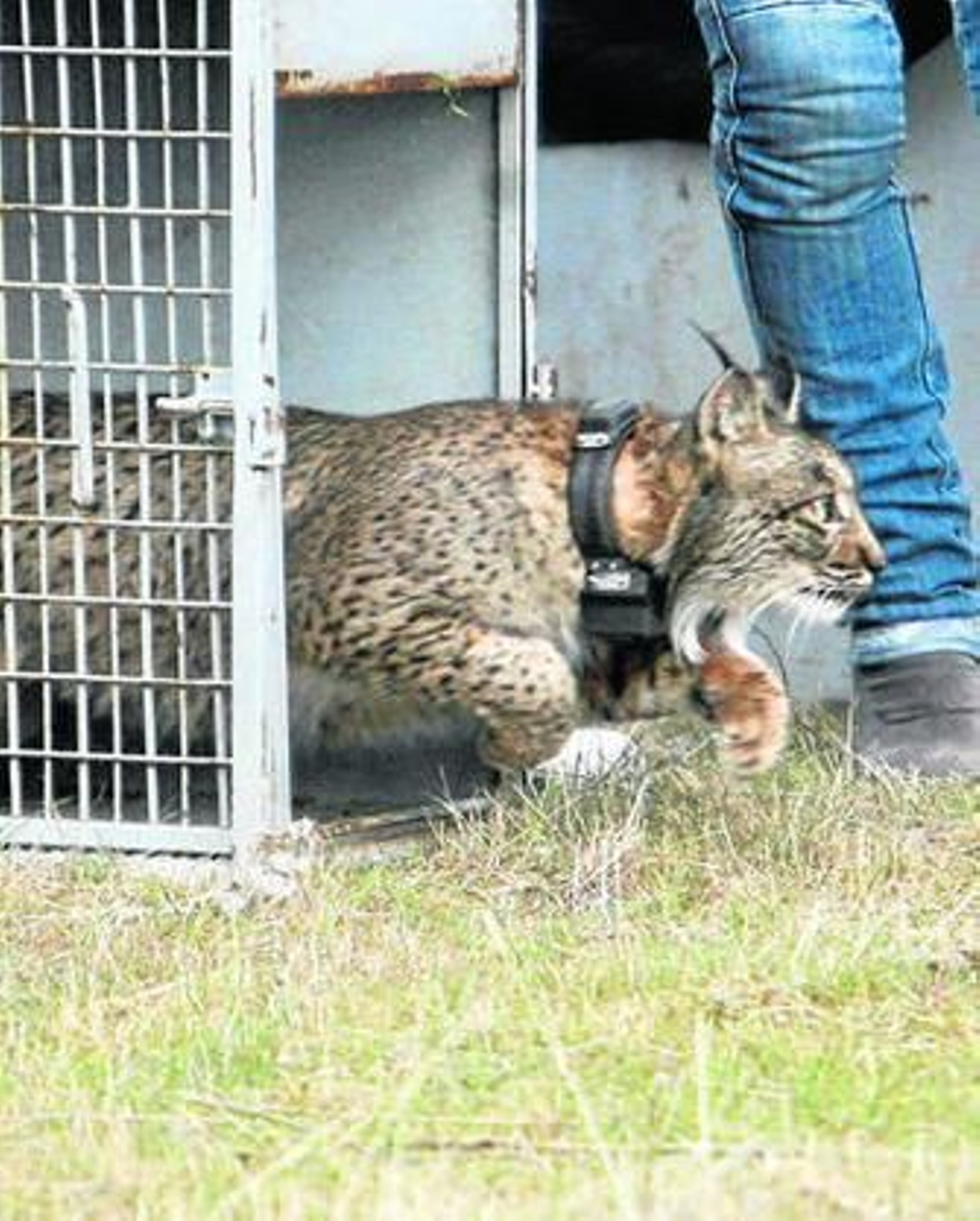 Uno de los linces liberados en el Guadalmellato.