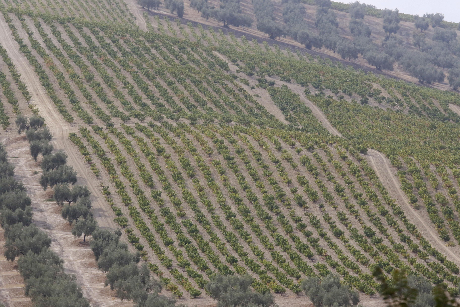 La vendimia en Montilla-Moriles, en fotografías
