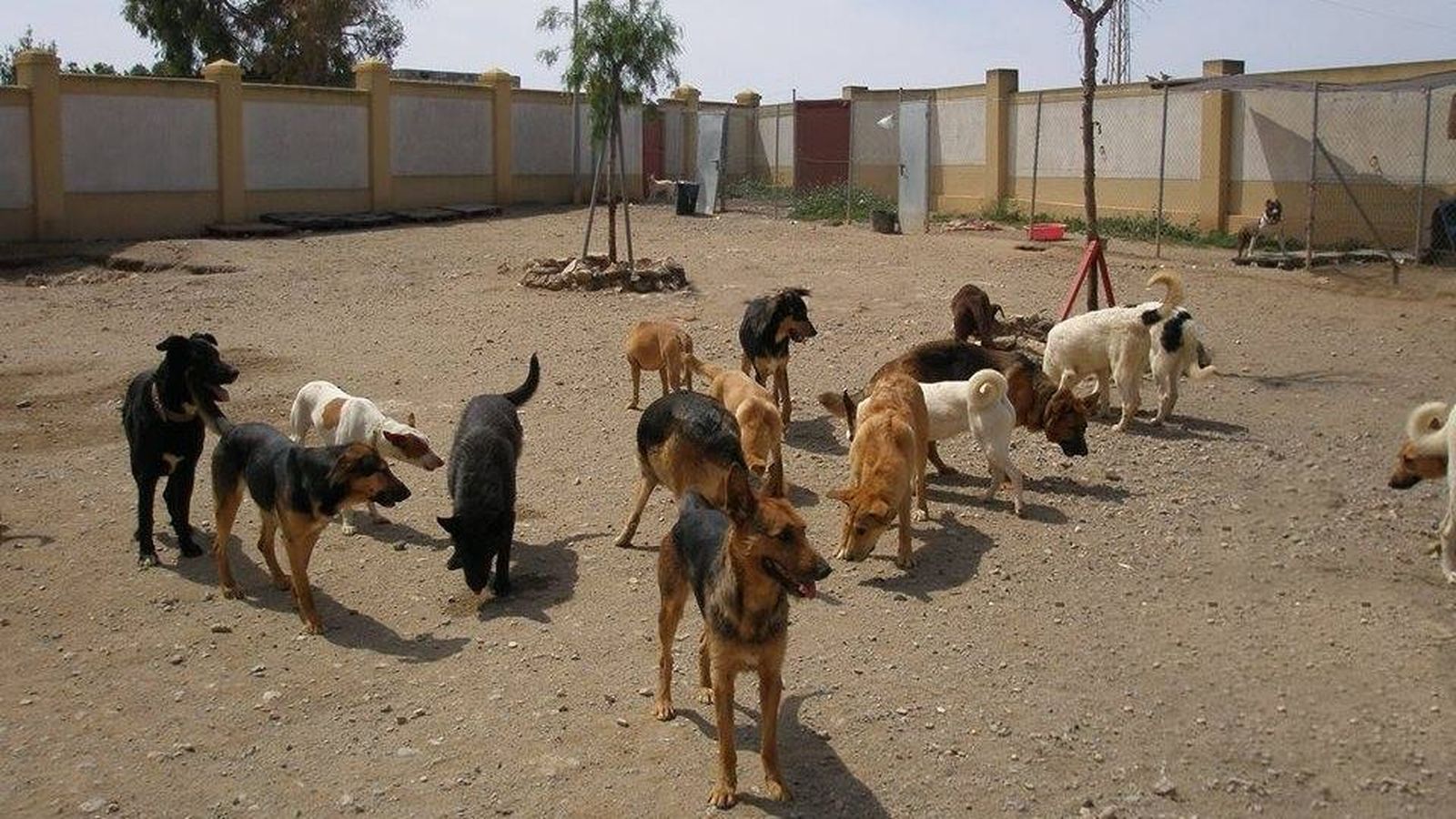 Animales rescatados en la protectora La Huella Roja