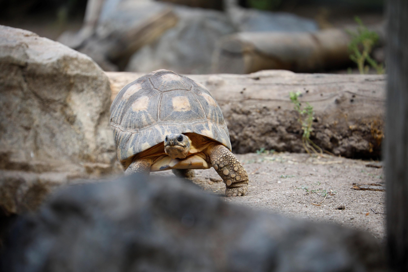 Fotogalería: Así viven los animales del Zoo de Córdoba los meses de verano