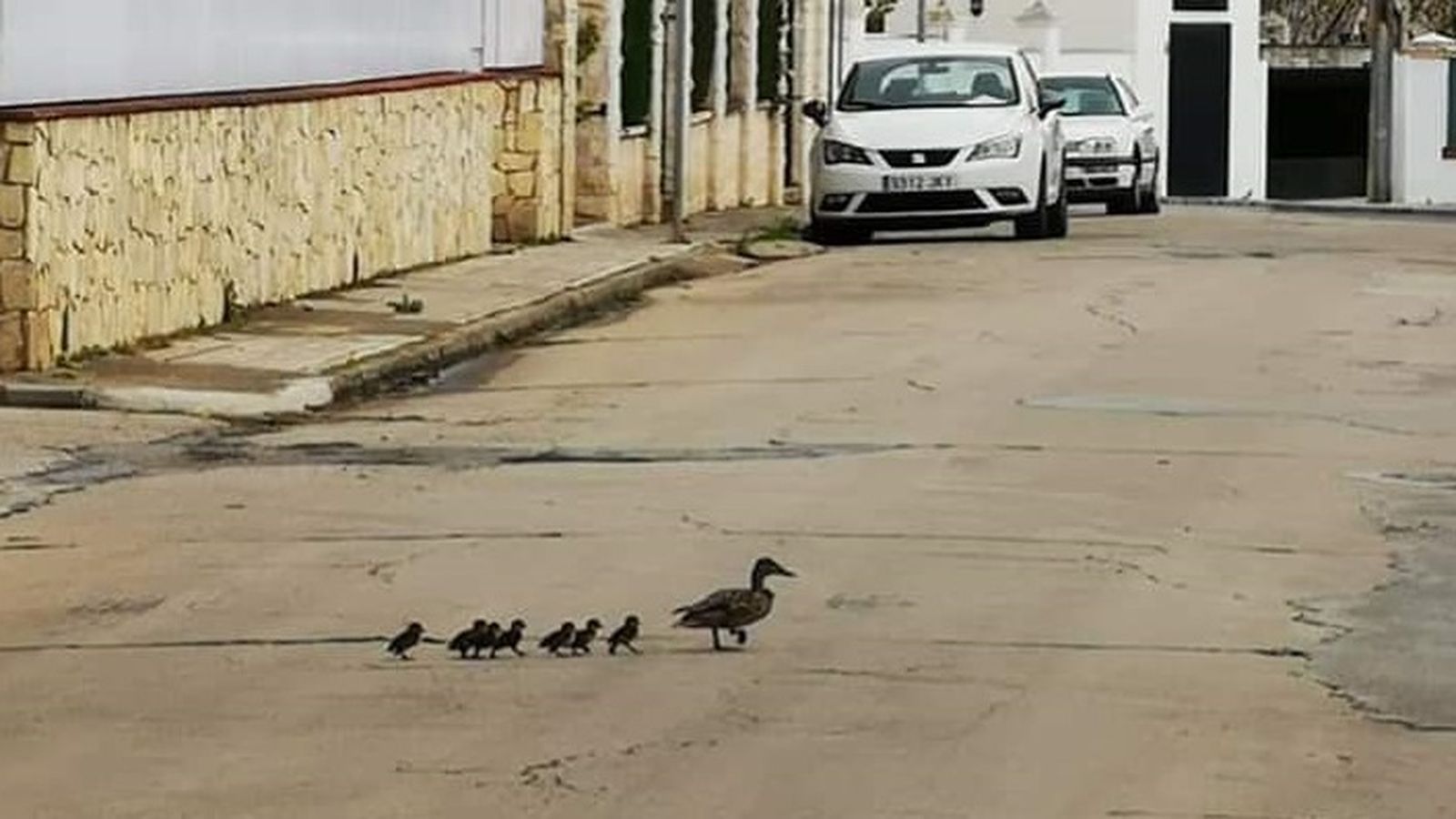 Los patos a su paso por la Travesía de España de Peñarroya-Pueblonuevo.
