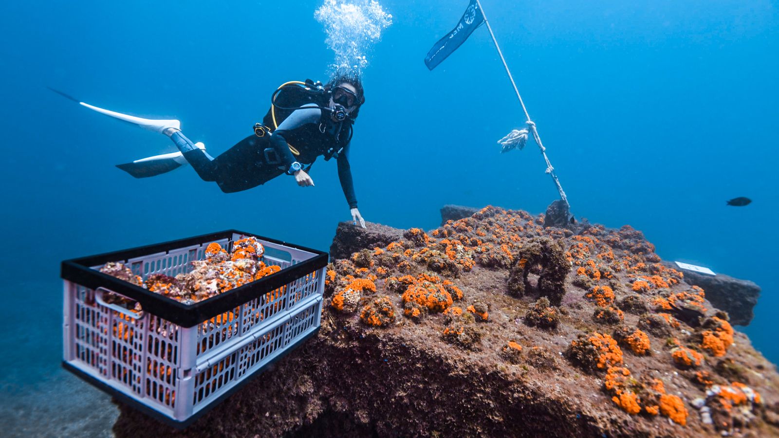 Uno de los jardines de coral naranja
