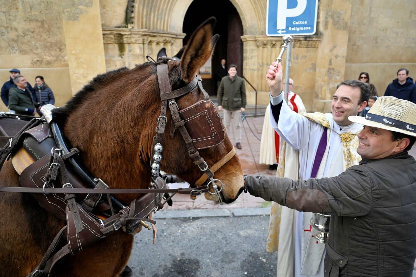 El párroco de San Miguel bendice a dos mulas.