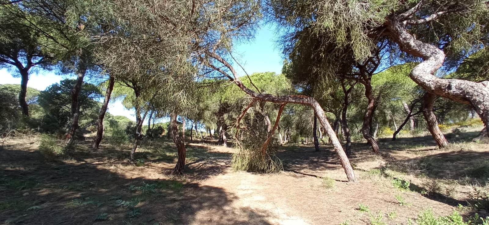 Las imágenes de la ruta de las salinas del Astur y los pinares de Punta Umbría
