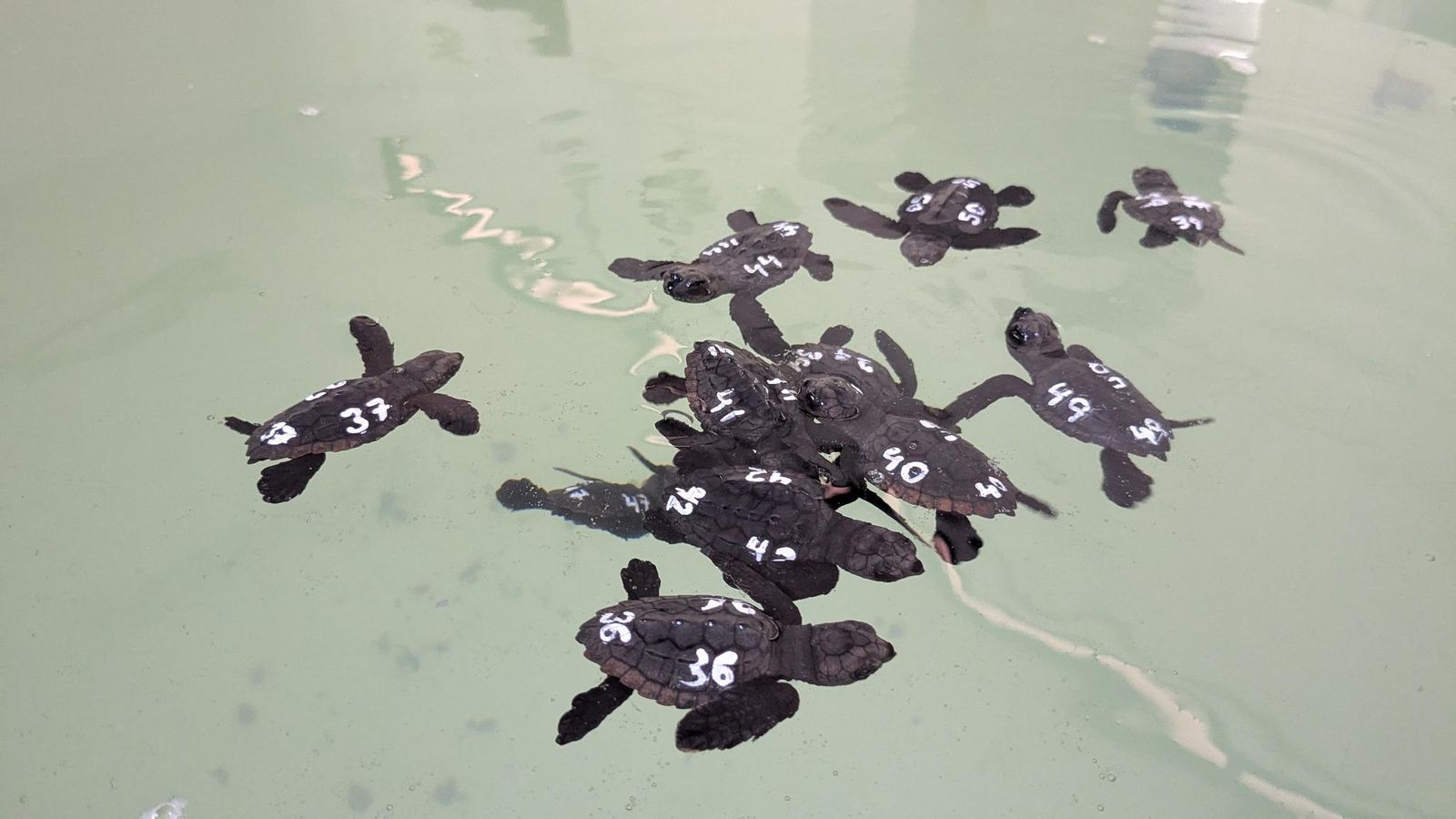 Algunas de las crías de tortuga boba nacidas en agosto en Mojácar.