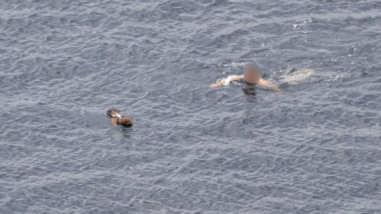 Un momento del rescate del águila culebrera en Punta Carnero.