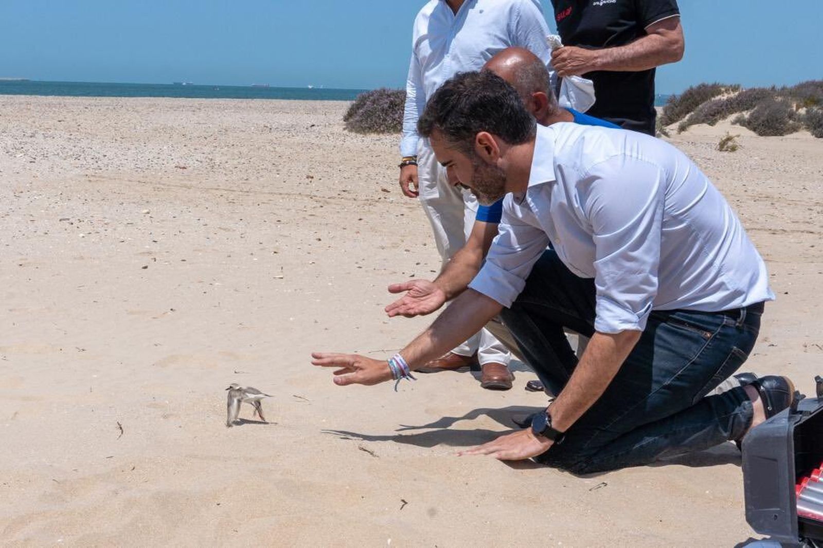 El consejero que dice defender al chorlitejo mientras  echan hormigón en las dunas de Cortadura