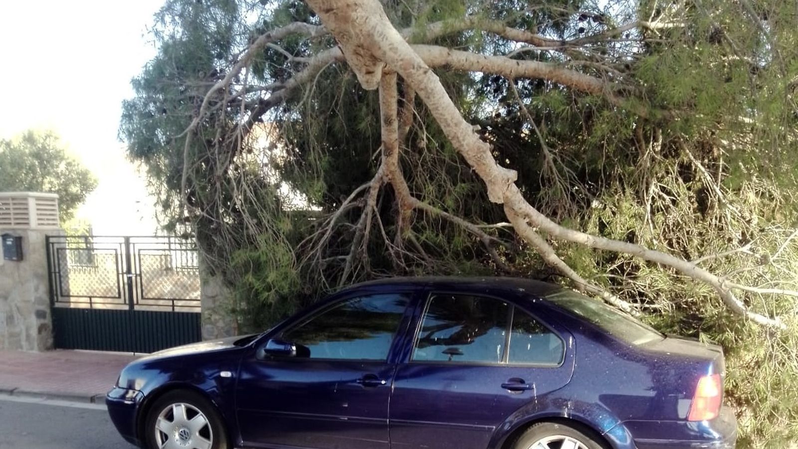 El vehículo fue aplastado por el ramaje que se desprendió este sábado