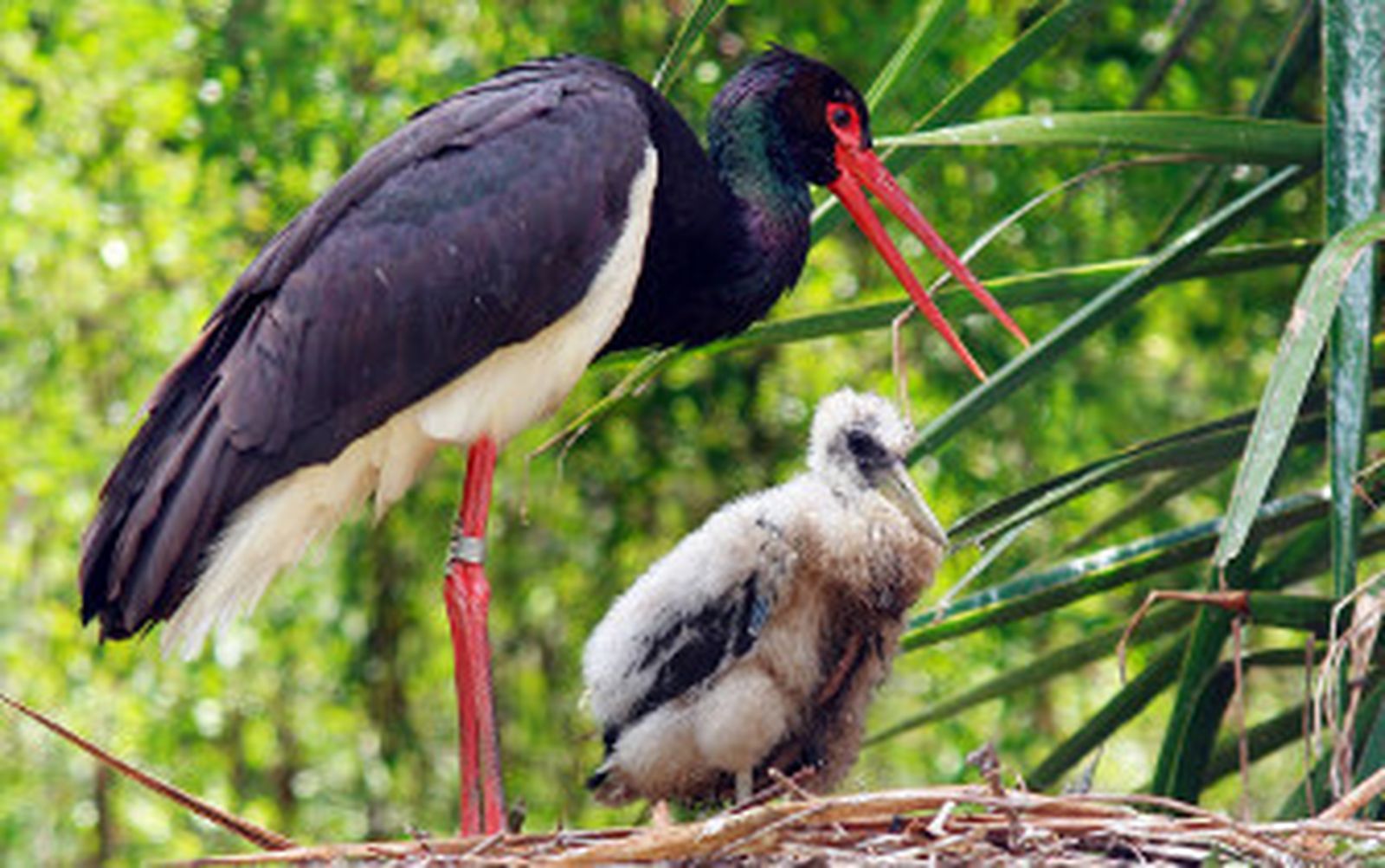 Fallece a los 17 años Bohemia, la cigüeña negra del zoo