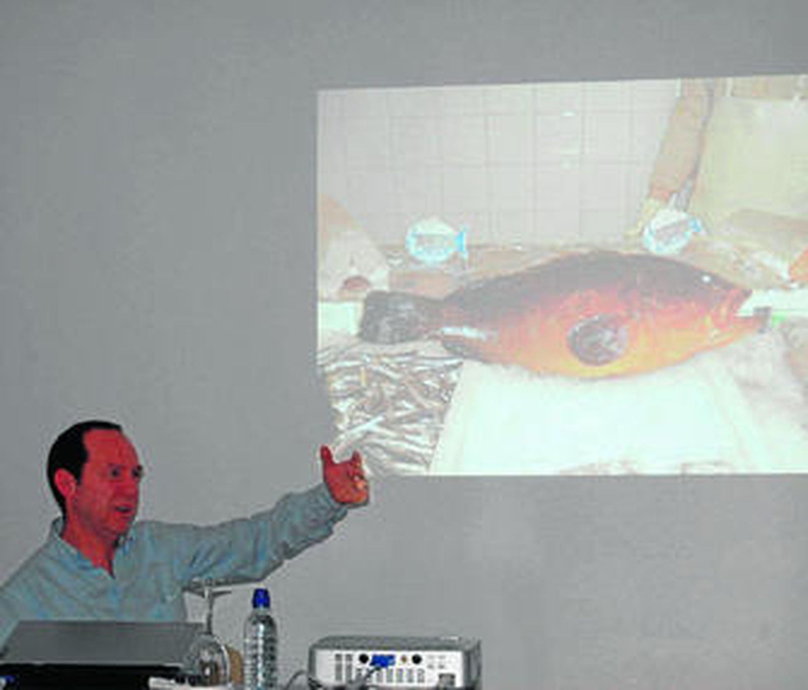 El mero, al borde de la desaparición en el litoral