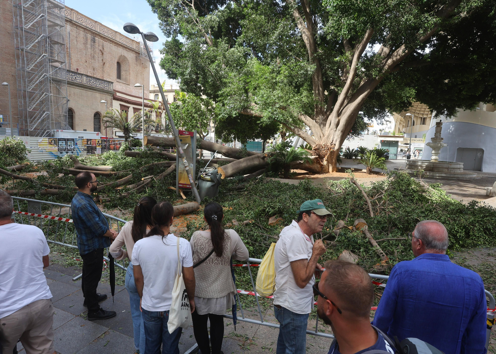 Se cae un árbol en la Encarnación