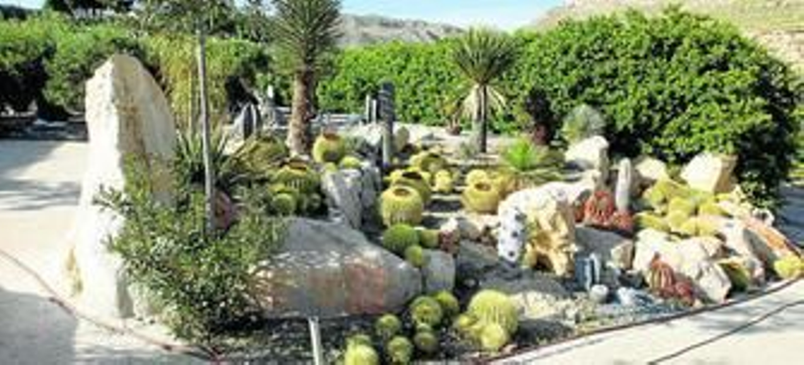 Cactus y piedras, conjunción perfecta