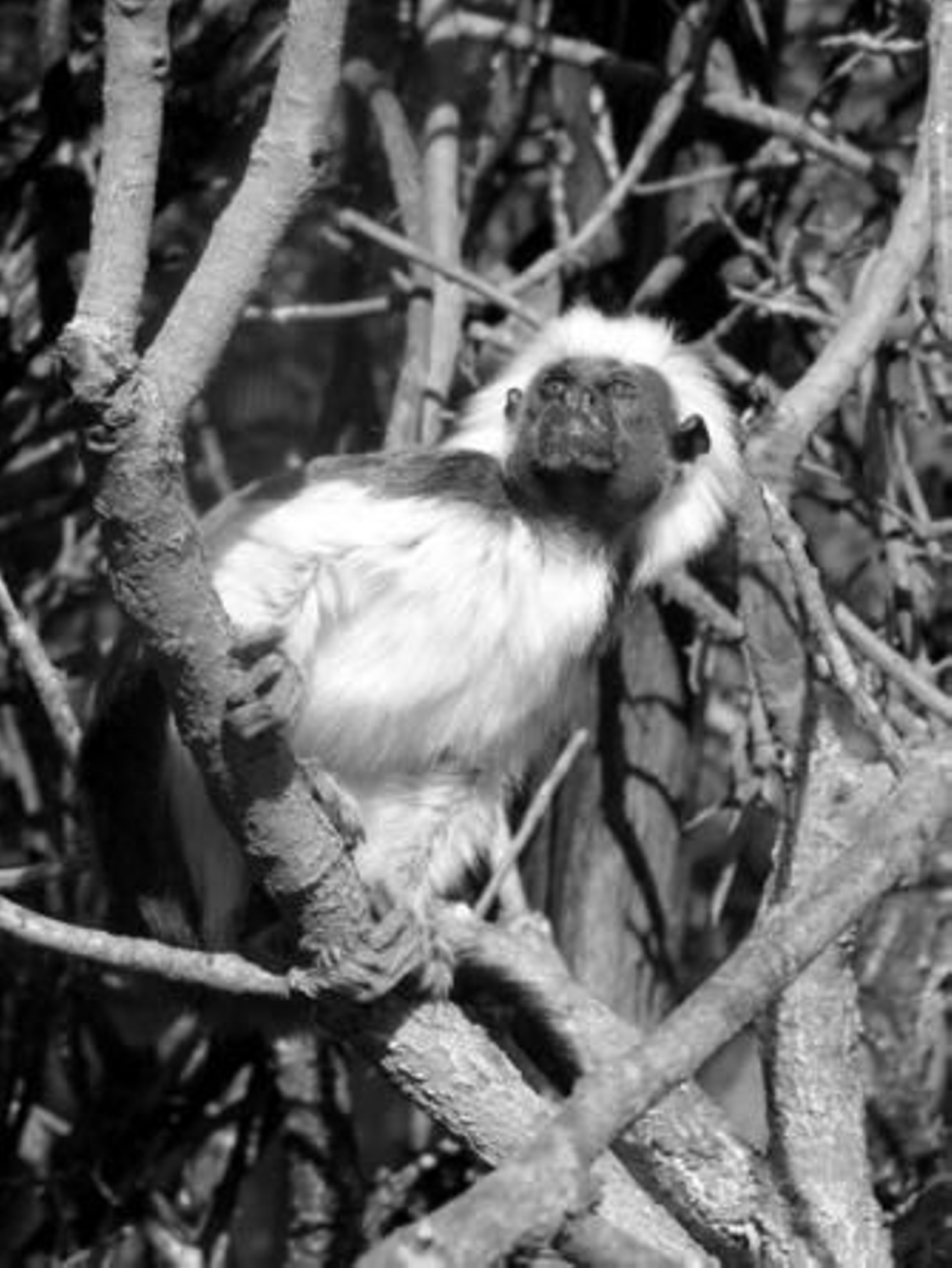 Un ejemplar de mono tití en las instalaciones del zoo de Castellar, días antes del robo.