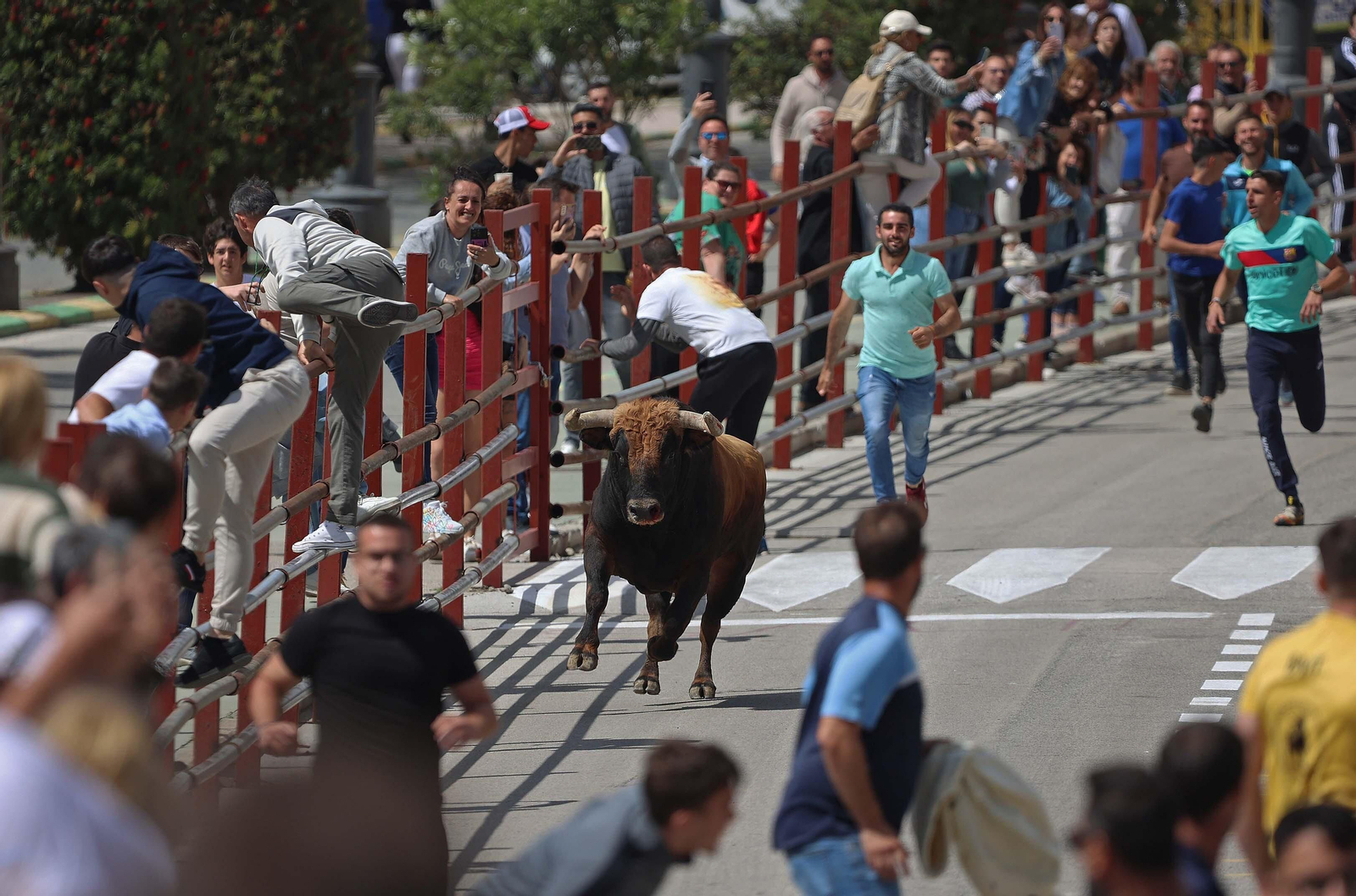 Las mejores fotos del Toro Embolao de Los Barrios 2024