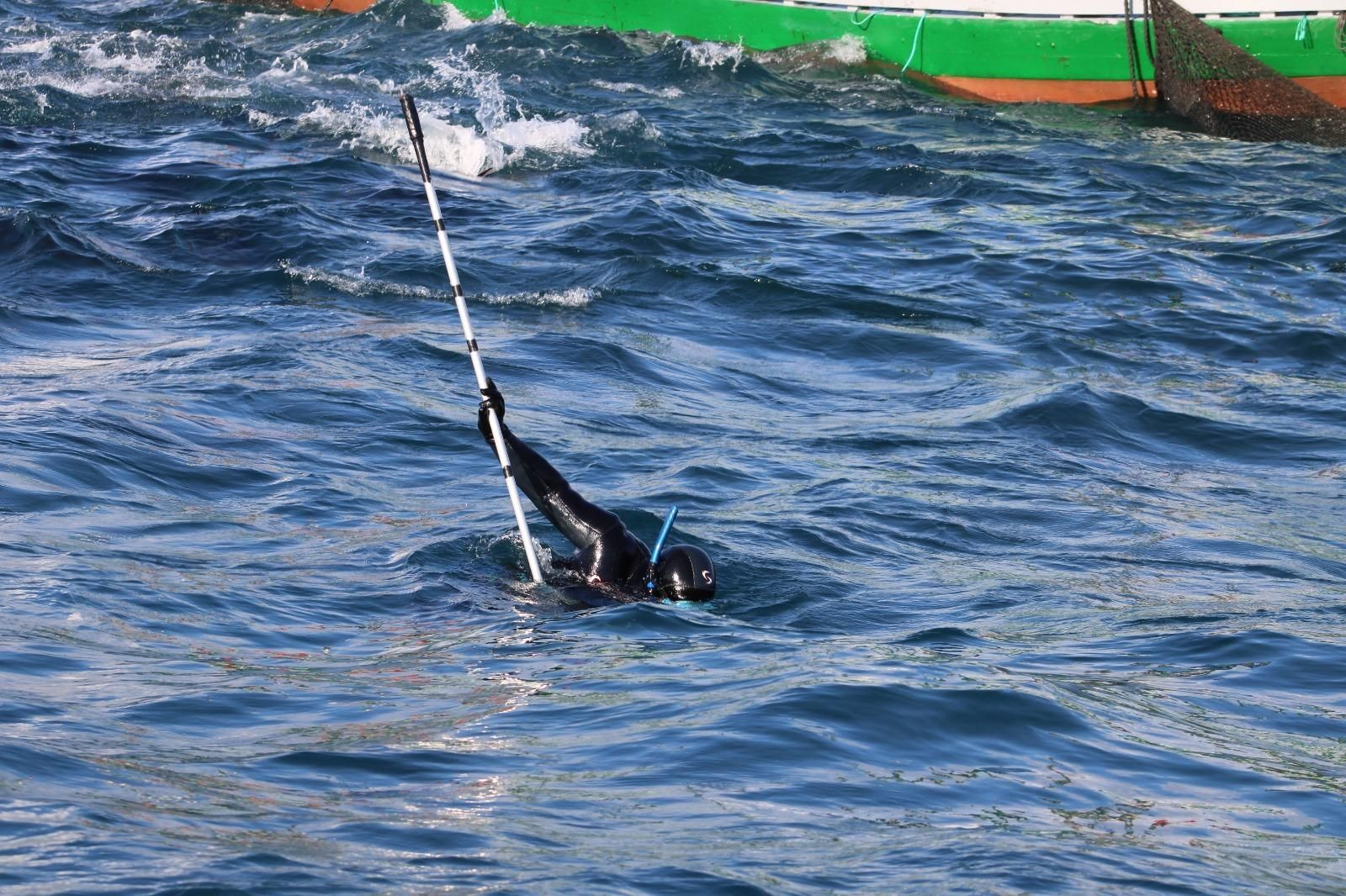 Un buzo, lupara en mano, captura a uno de los atunes en la primera 'levantá' de Barbate.