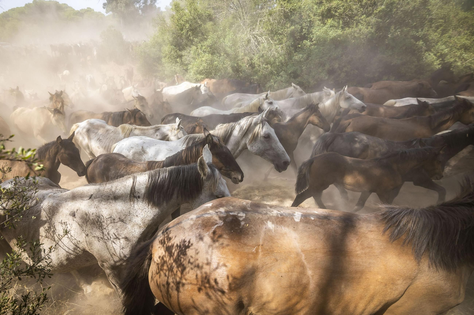 Imágenes de la 'Recogida de las Yeguas' en Hinojos este domingo