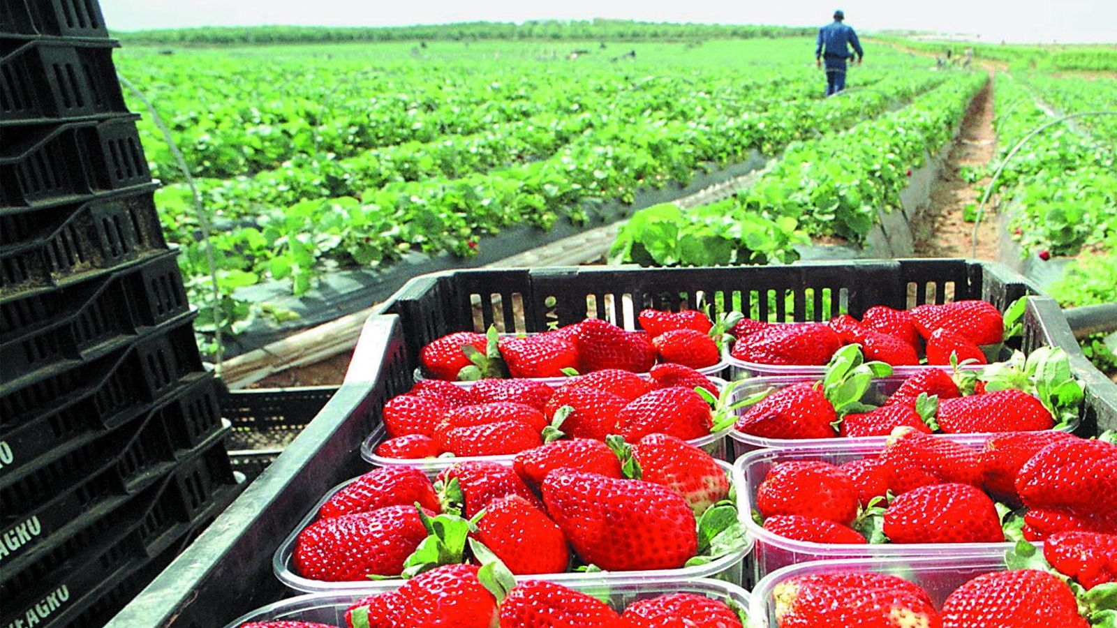 Nuestro "oro rojo" más consumido en el extranjero