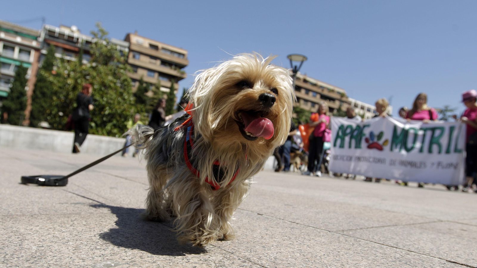Un perro durante una concentración contra el maltrato animal en Granada