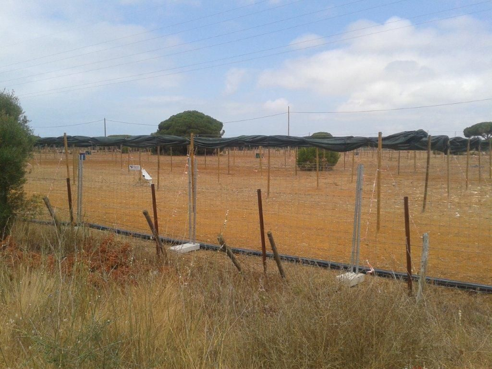 Aspecto ayer de los terrenos reservados para las acampadas de Alrumbo, en La Loma del Puerco de Chiclana.