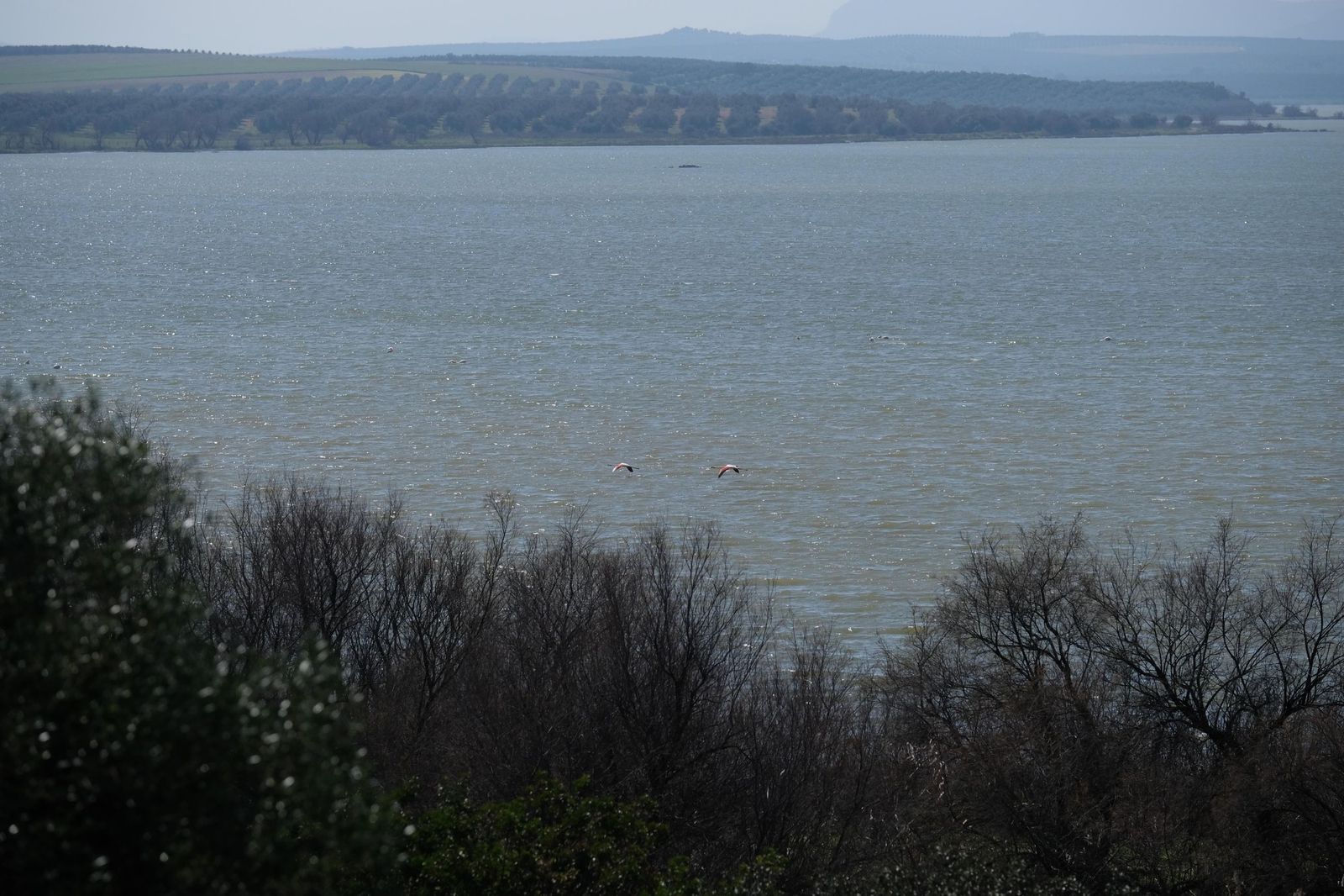 Las lluvias transforman el paisaje en el interior de Málaga, en imágenes